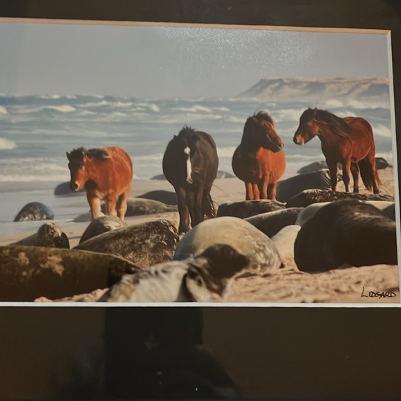 Framed photo Sable Island Wild Horses - Picture 2 of 4
